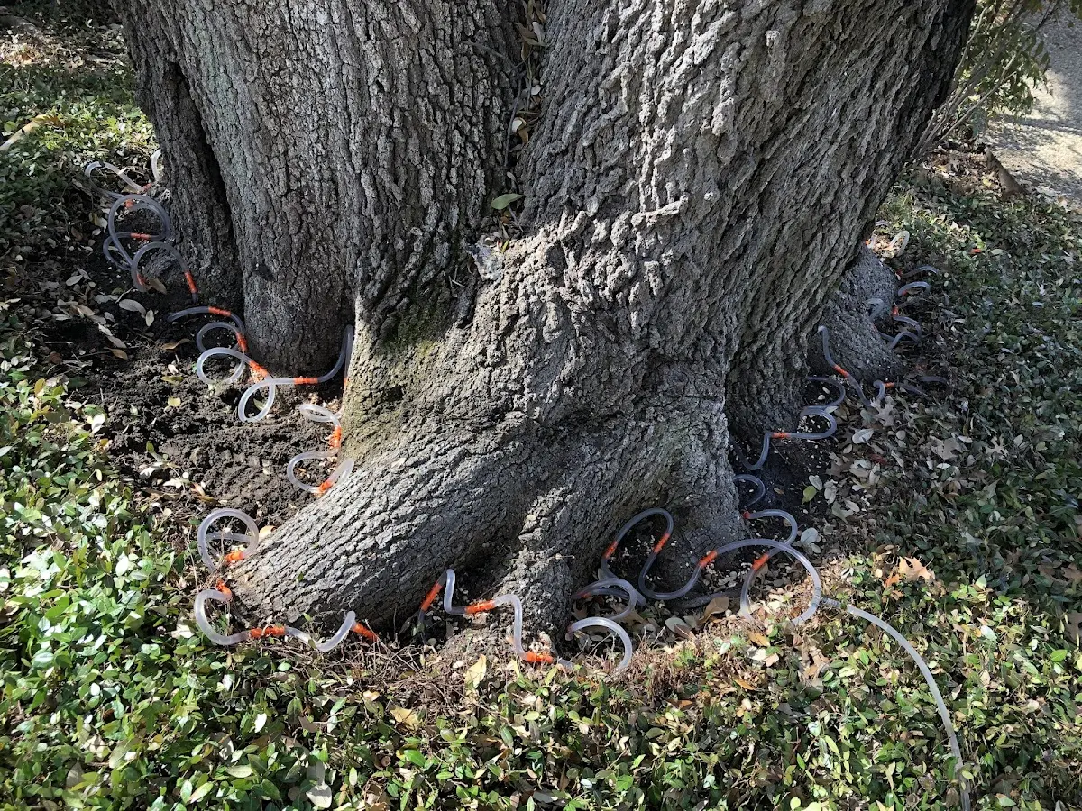 Detailed Shrub and Hedge Trimming job site in Luebbering