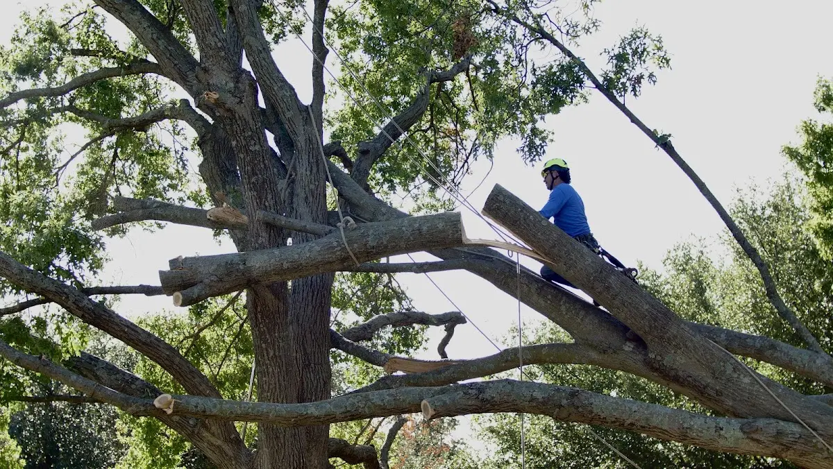 Professional Hazardous Tree Removal performed by certified arborists in Luebbering